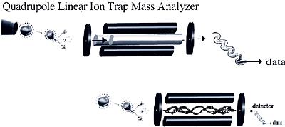 Linear Ion Trap (LIT) Mass Analyzer The major difference between LIQ and 3D QIT: LIQ confines ions along