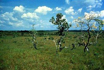 Exceptions: Grasslands with High Rainfall (1-3 m) Llanos, Venezuela Seasonal Flooded Tropical Grassland, with sparse Trees Grassland or Savanna?