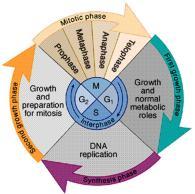 The cell cycle is a complex set of stages that is highly regulated with checkpoints, which determine the ultimate