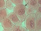 G2- just prior to cell division; preparation for mitotic cell division (grows). 2.