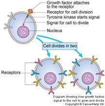 Activate signaling pathway involving gene expression, cell cycle and many