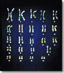 complete haploid (1n) set of chromosomes. B.