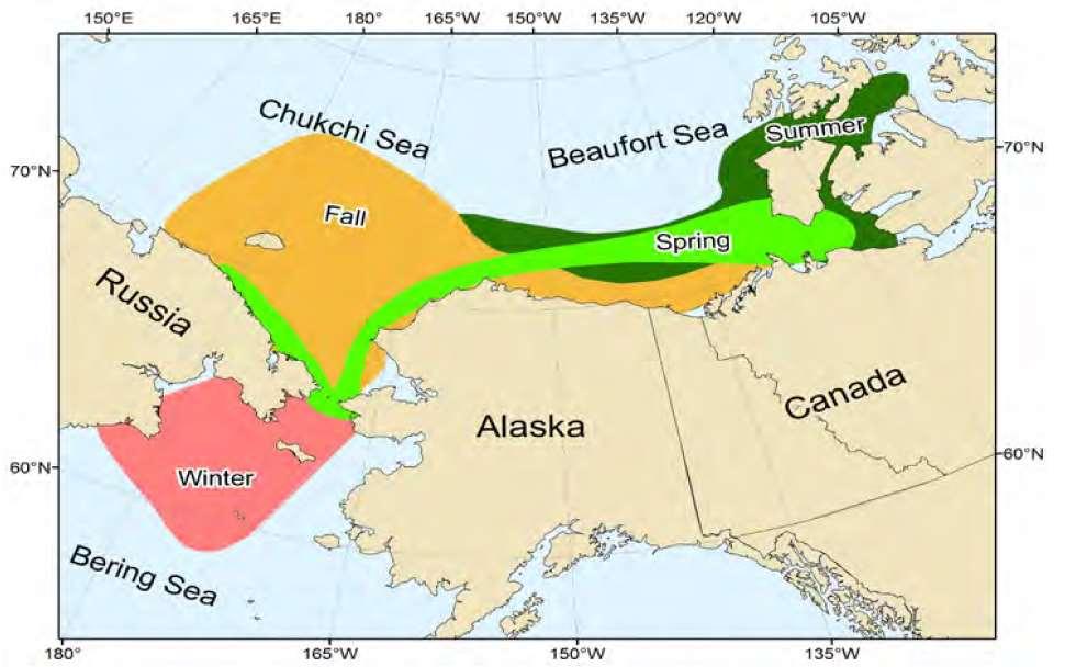 Bowhead whales (Balaena mysticetus): migration, ice navigation Figure 2.