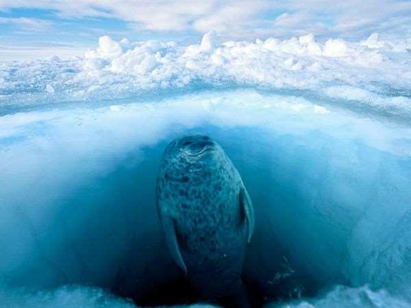Arctic phocid seals: Differing