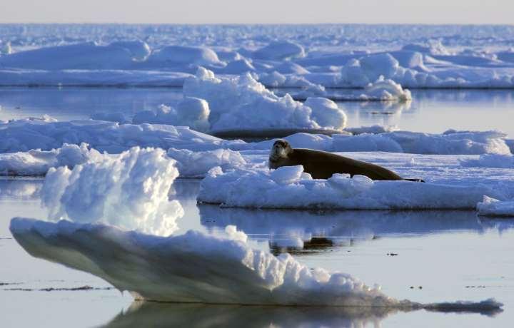 Arctic phocid seals: Differing adaptations to sea ice Bearded seal (Erignathus