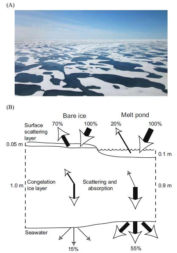Ecosystem effects of Arctic sea ice decline?