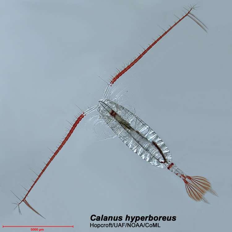 Arctic Ocean Food Webs Two copepod spp.