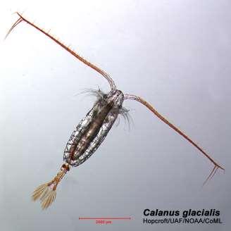 Calanus hyperboreus (slopes and basins)