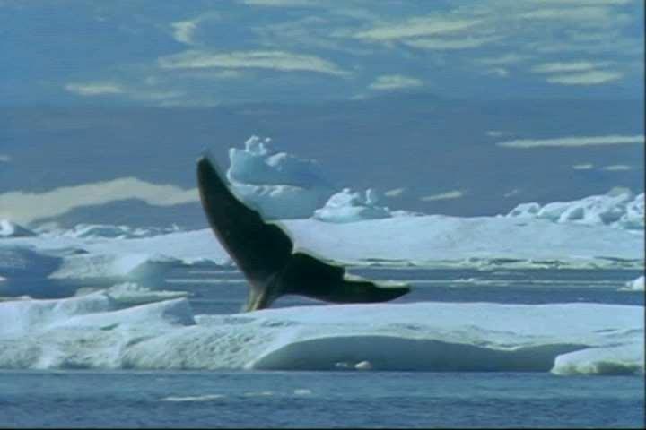 Bowhead whales (Balaena