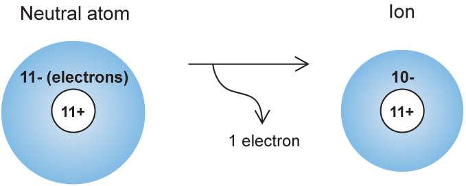 Periodic Trends: Ionic Radius Positively charged ions: Smaller than the parent atom. Because: 1.