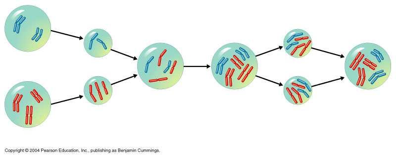 Polyploids Originate from accidents during cell division Can lead to sympatric speciation Gametes n = 2 Hybrid (usually sterile; chromosomes cannot pair during meiosis) 2n = 10 Gametes n = 5 Fertile