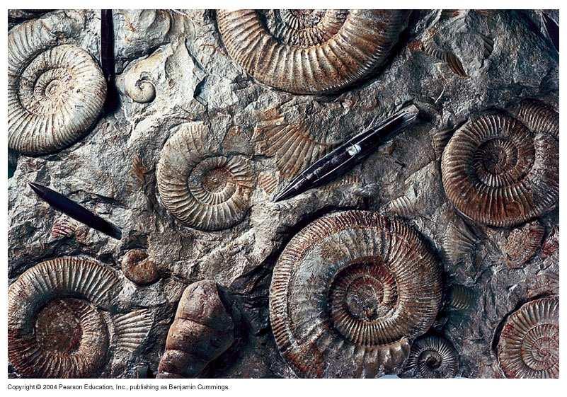 The fossil record