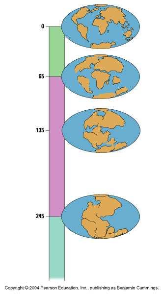 Continental Drift and Macroevolution About 250 million years ago Africa Plate movements formed the supercontinent Pangaea Cenozoic North America Eurasia India South Madagascar America Antarctic