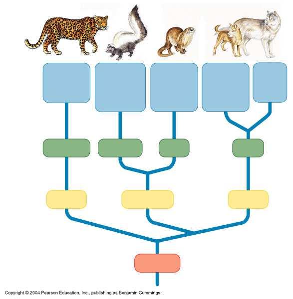 Classification and Phylogeny The goal of classification is to reflect phylogeny, the evolutionary history of a species.
