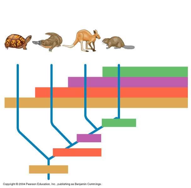 Out-group (reptiles) Taxa In-group (mammals) Eastern box turtle Duck-billed platypus Red North American kangaroo beaver Characters: Long gestation Gestation Hair, mammary glands Vertebral column Long