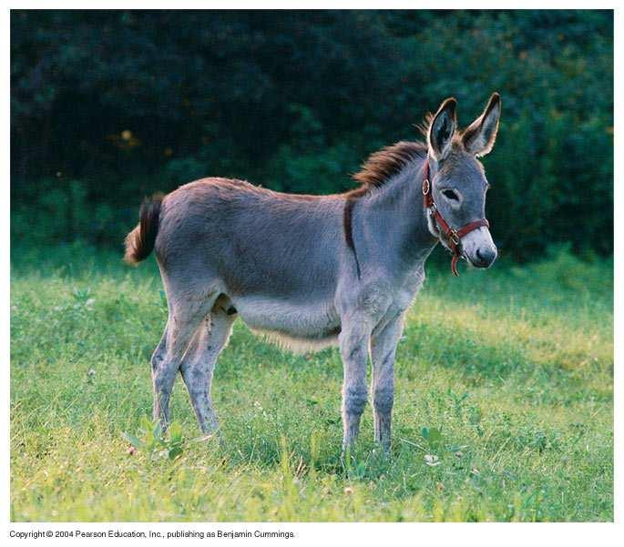 Hybrid sterility. Horse Mule (hybrid) Donkey Figure 14.
