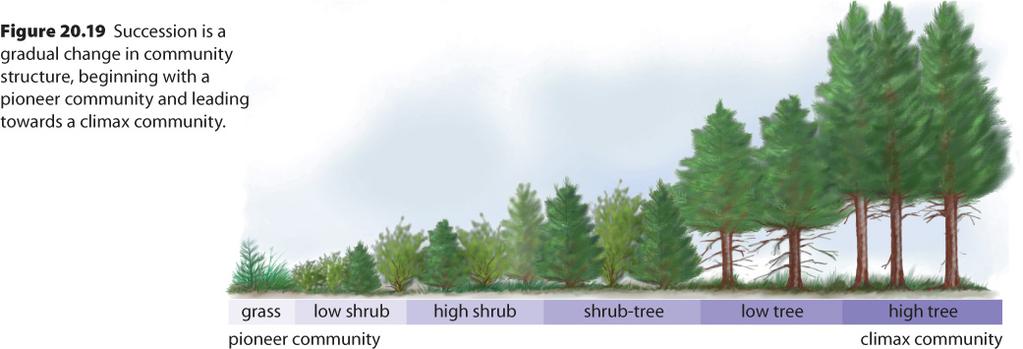 V) Population Interactions primary succession begins when there is no soil present.