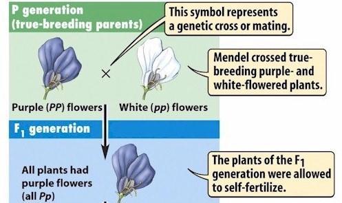 True-breeding means the organism has a genotype that is homozygous.