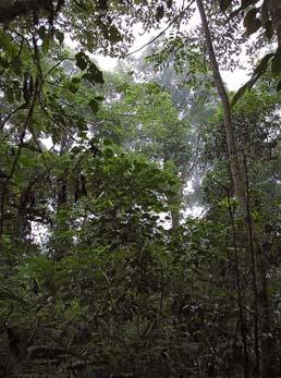 Canopy layer Understory Biomes Heavily modified by human activity