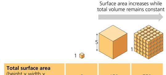 Surface area regulates cell size Materials must pass in-out of cell.