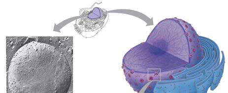 A closer look at the nucleus Nuclear envelope Nuclear pores Nuclear pore complex Transport of materials