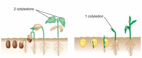 Germination: plant embryo growth DICOT MONOCOT #4 Sheath #3 Young Shoot #1 Hook #2 Young Shoot Plant are often identified by their life spans.