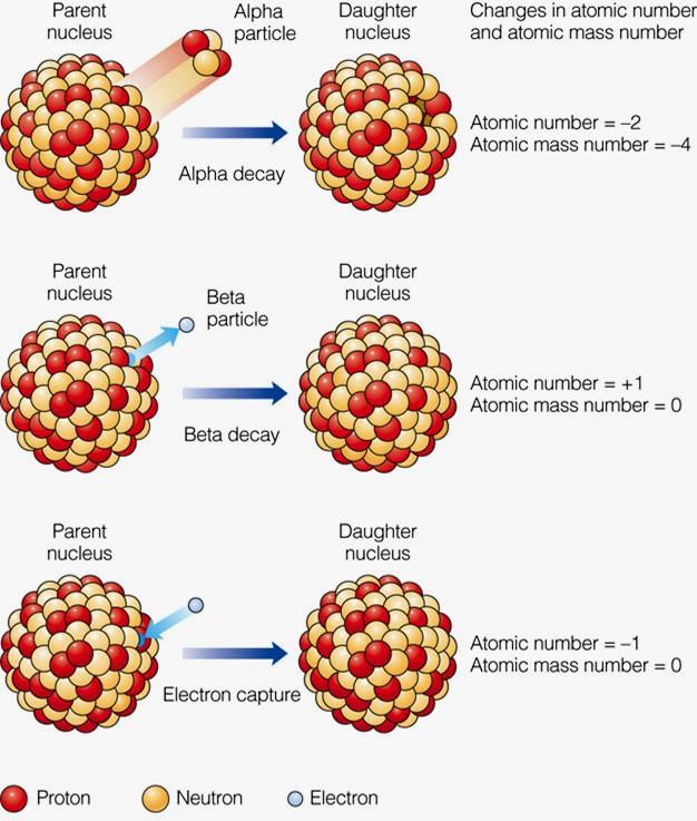 Absolute Dating Methods Radioactive Decay and Half- Lives Radioactive elements may undergo: Alpha decay, where a helium nucleus is released Beta decay that releases an electron from a