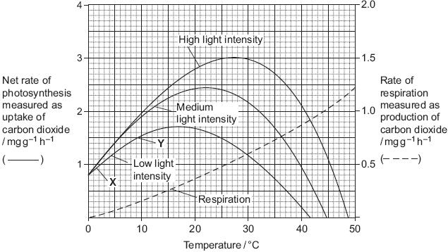 S (c) Describe the effect of light energy in the light-dependent reaction of photosynthesis.