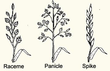 Leaf blades: is the leaf tip acuminate, acute, or