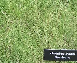 Zoysiagrass Buffalograss Rolled