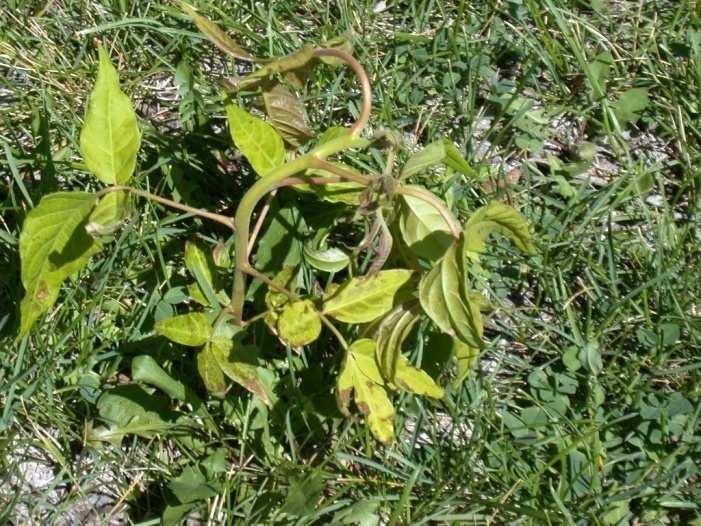 Triclopyr Damage Bermuda grass