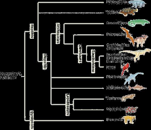 The evolutionary history
