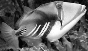 But this common name refers to 2 different fish: Rhinecanthus rectangulus, also