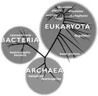 E. The Three Domains Eukarya All eukaryotes - whose cells have a nucleus and membrane-bound organelles (animals, plants, fungi, protists) Bacteria Eubacteria - means true bacteria (common bacteria)