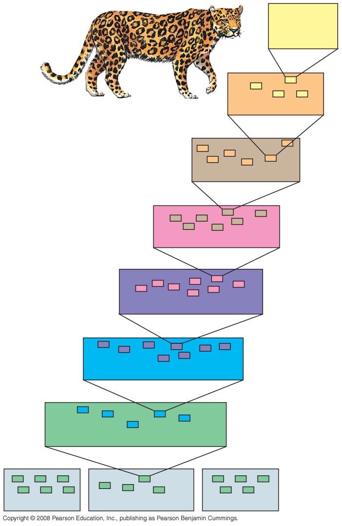 Fig. 26-3 Hierarchical Classifica8on Linnaeus Species: Panthera pardus introduced a system for grouping species in increasingly broad Genus: Panthera Family: Felidae categories domain, kingdom,