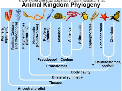 Phylogeny a family tree for the evolutionary history of a species The