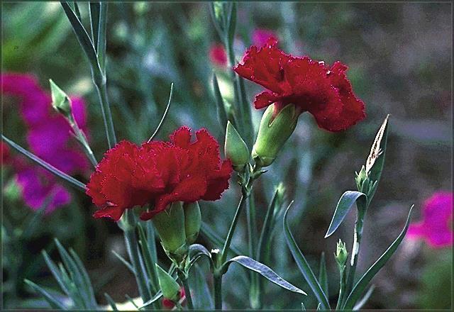 Binomial System Before Linnean system was accepted Common carantion - Dianthus caryphyllus