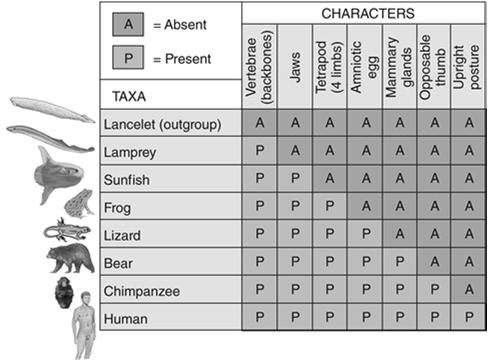 Cladistics - Phylogenetic Systematics Systematics pp. 486-489.