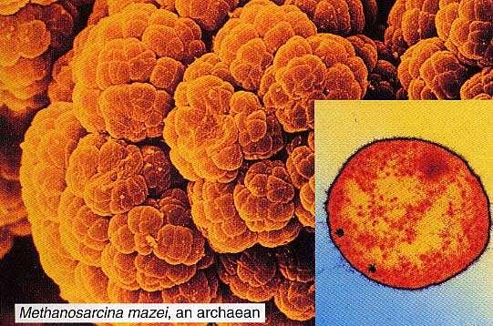 Archaea live in harsh environments and may represent the first cells to have