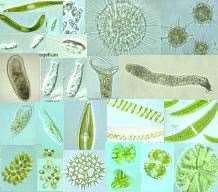 Domain Eukarya is Divided into Kingdoms Protista (protozoans, algae ) Fungi (mushrooms, yeasts ) Plantae (multicellular plants) Animalia