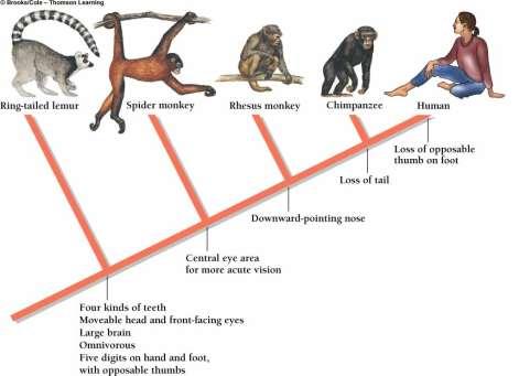 Cladogram Diagram showing how organisms are related based on shared, derived