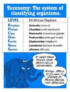 Classifying Living Things The groups to which Linnaeus assigned organisms are called taxa (singular: taxon) The science of naming organisms and assigning them to these groups is