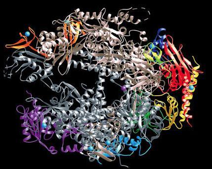 4. Evidence from biochemistry Comparisons of protein molecules