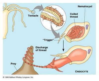 Ectoderm (outside) Mesoglea (middle; not a tissue) Endoderm (inside)