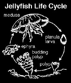 Scyphozoa (Jellyfish) Medusa phase dominant Bell with tentacles on