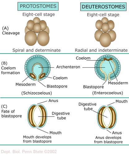 flukes and tapeworms Bilaterally symmetric Acoelomate NOT