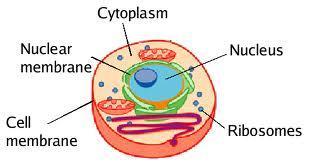 39. Cytoplasm A gel-like substance in which all the parts of the cell rest.