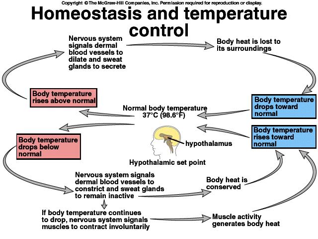 41. Homeostasis The maintenance of a constant internal