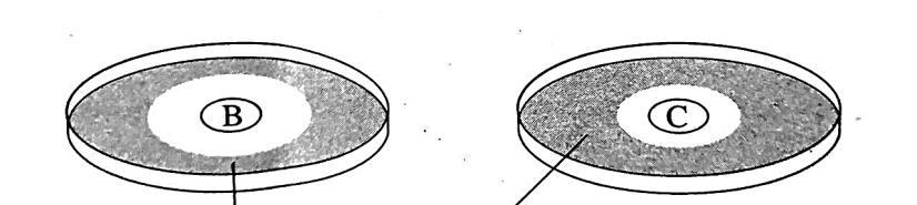 SULIT 8 1511/2 4 Diagram 4 shows the observation of two Petri dishes after they have been kept for two days at a temperature of 37 C in a dark place.