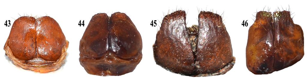 New Species of Chrysina Insecta Mundi 0195, September 2011 7 Figures 43-46. Female inferior genital plates of Chrysina spp. 43) C. blackalleri. 44) C. donthomasi. 45) C. beyeri. 46) C. nogueirai.